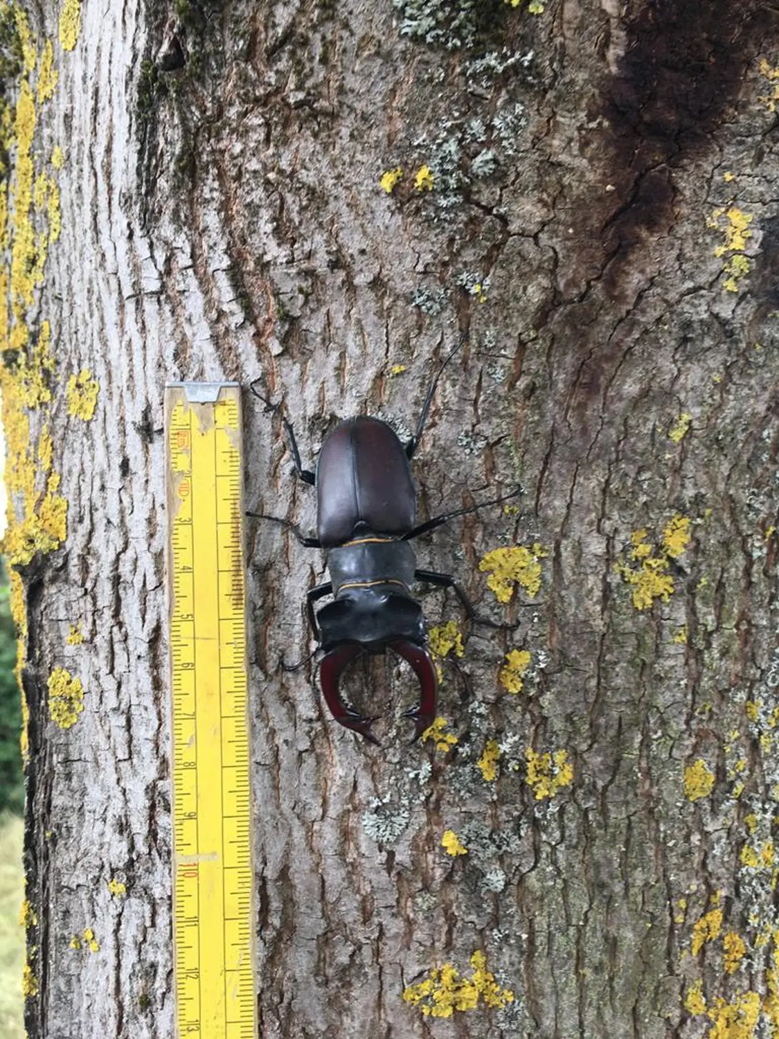 Insekt auf Baum von Tierbegegnungshof-Herzensbande