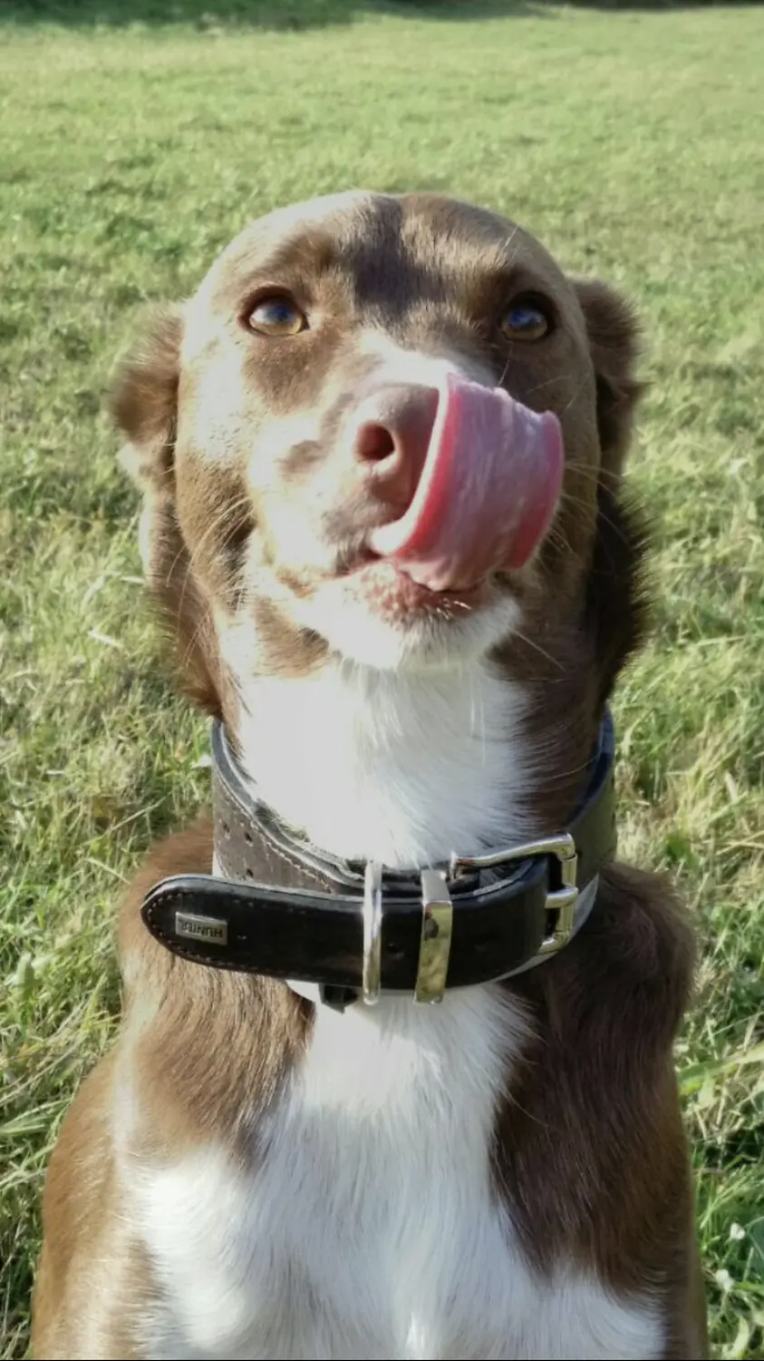 Hunde von Tierbegegnungshof-Herzensbande