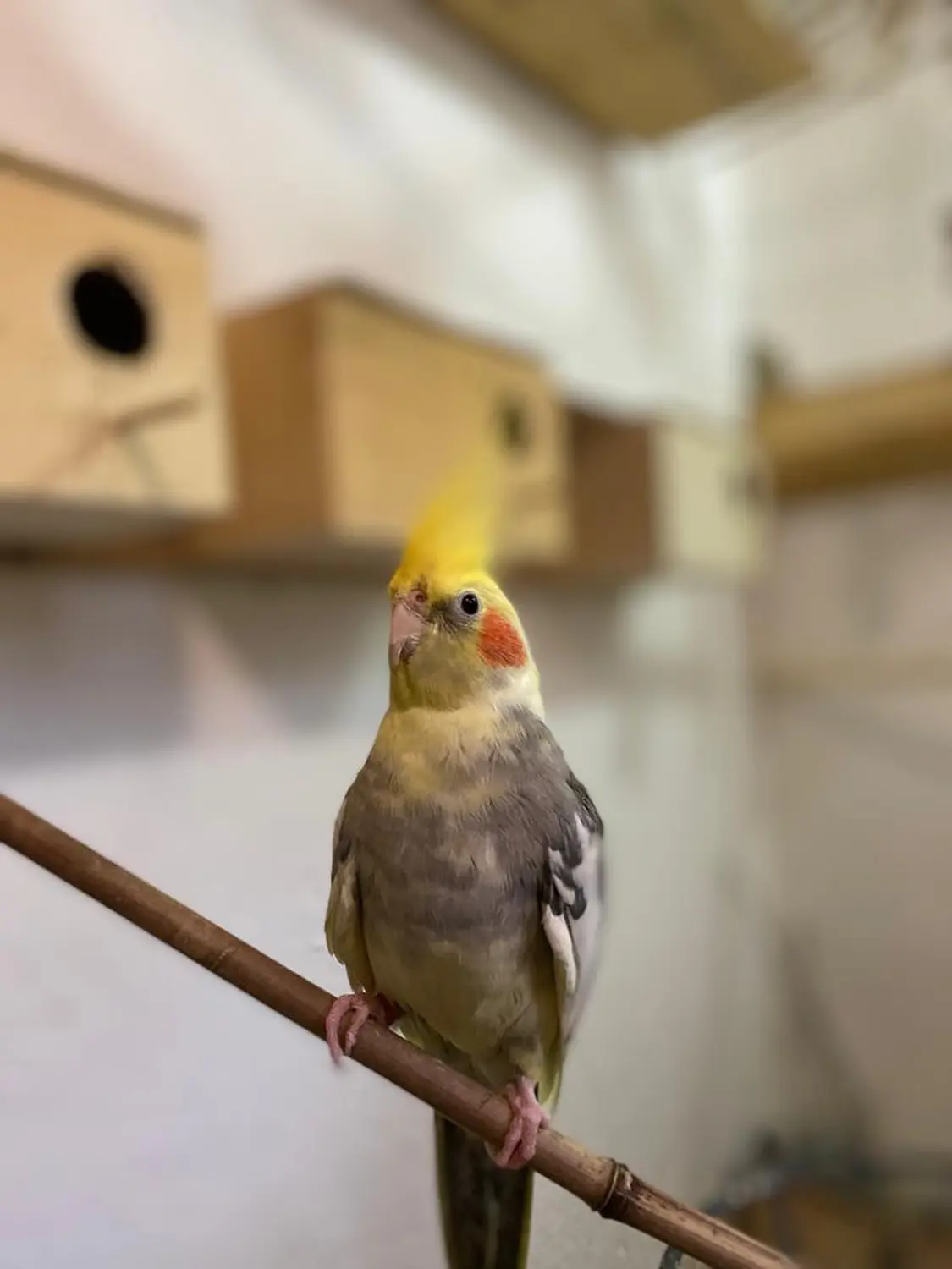 Vogel von Tierbegegnungshof-Herzensbande