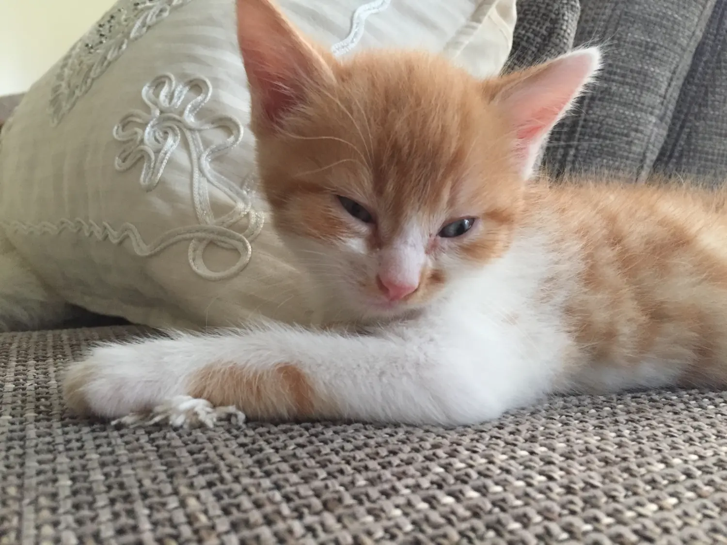 Katze von Tierbegegnungshof-Herzensbande