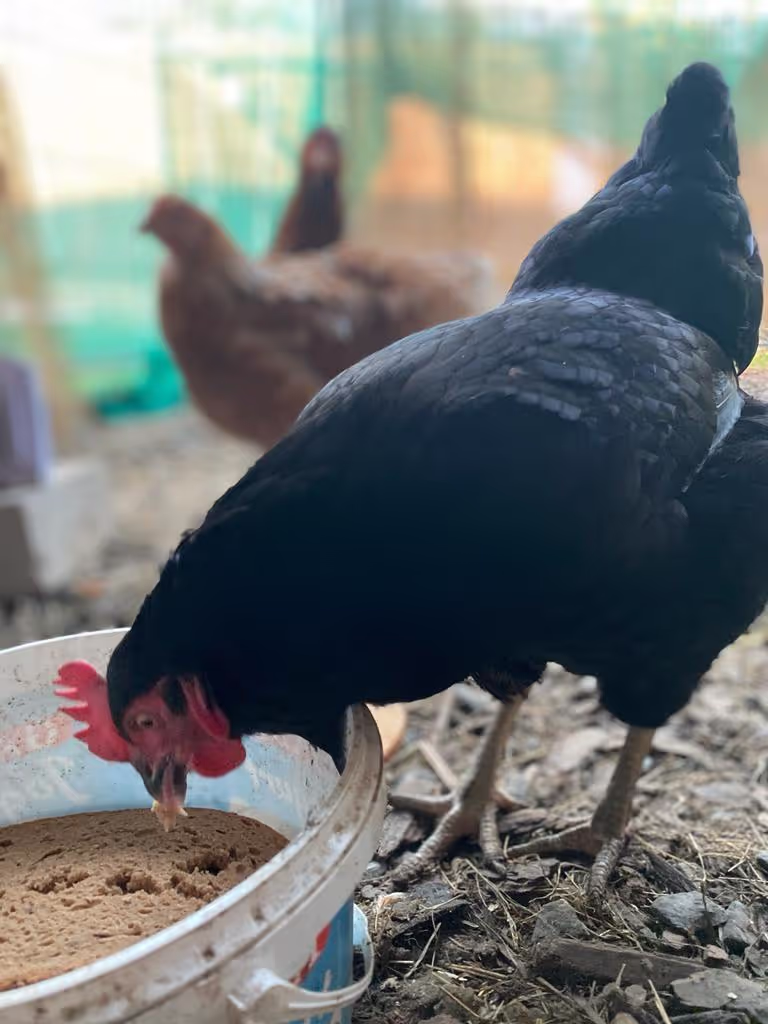 Huhn von Tierbegegnungshof-Herzensbande