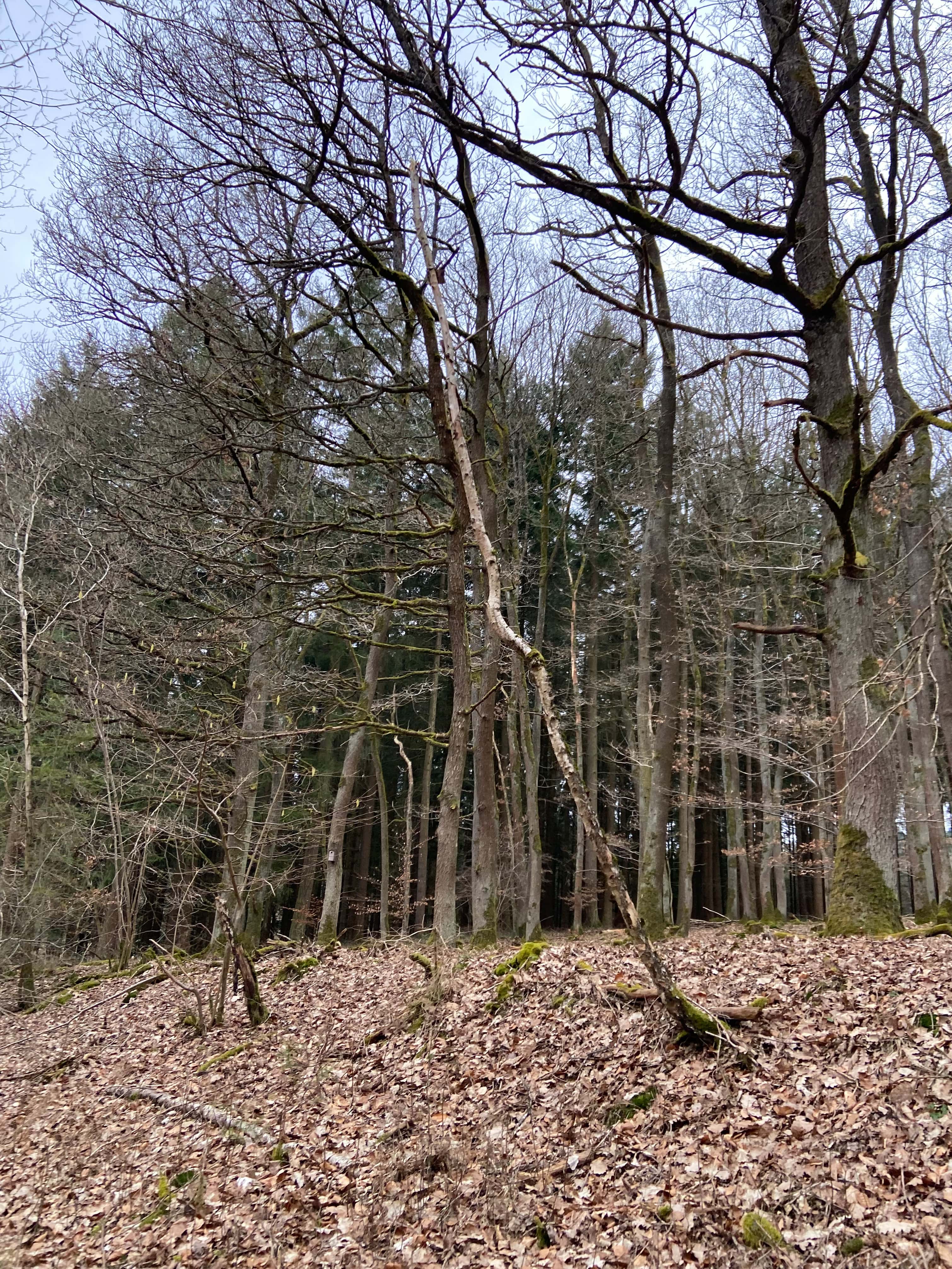 Insekt auf Baum von Tierbegegnungshof-Herzensbande
